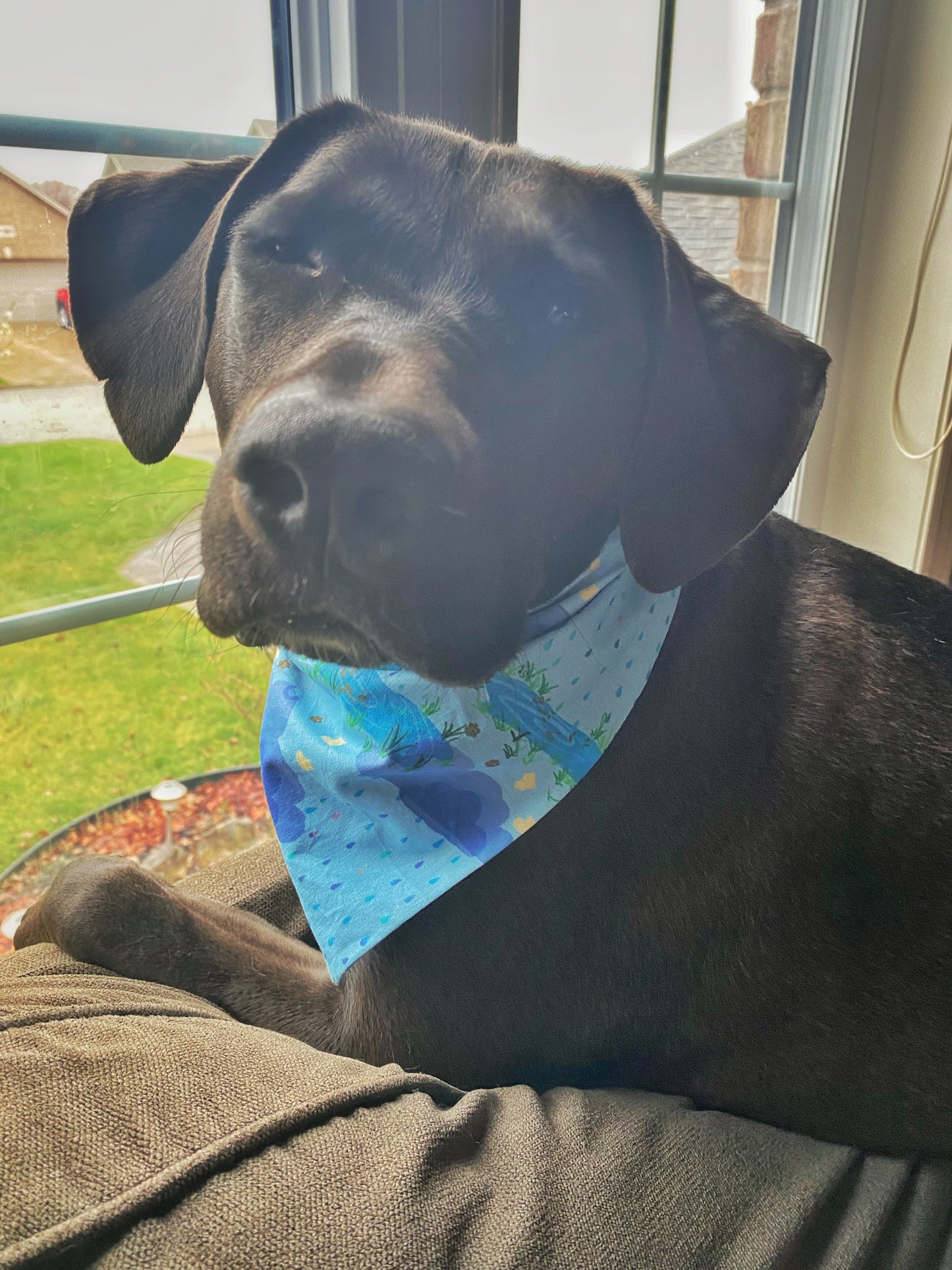 "Puddle Jumping” Pet Bandana