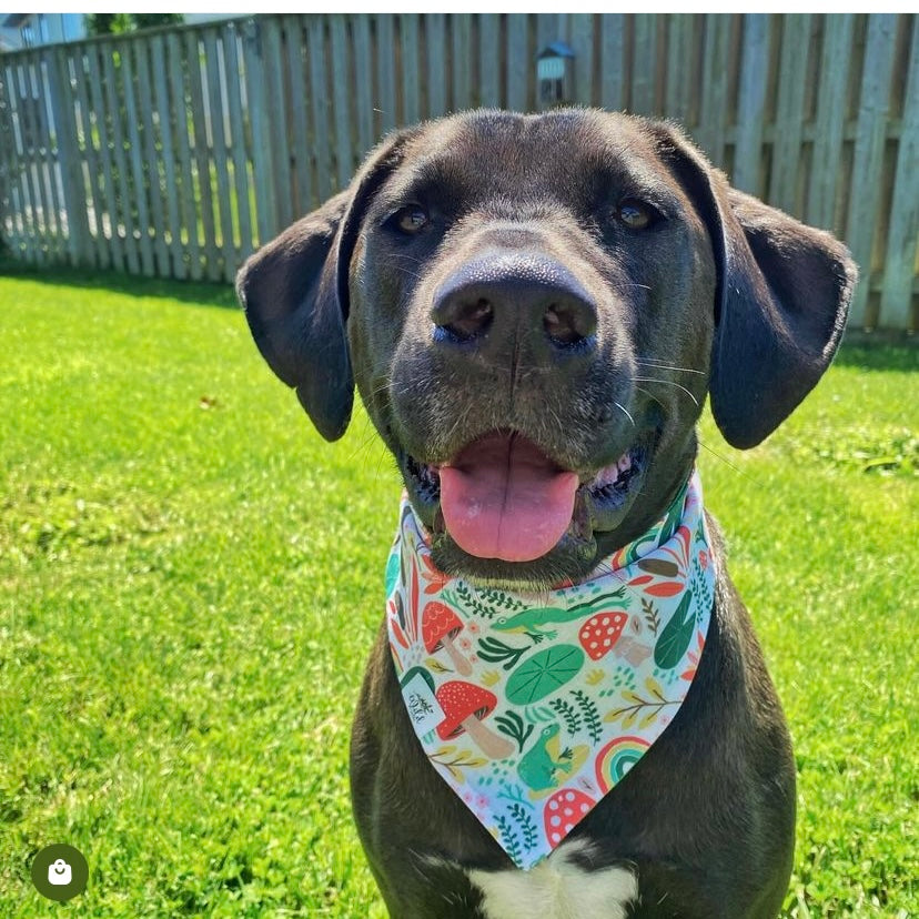 "Ribbit Rainforest" Pet Bandana