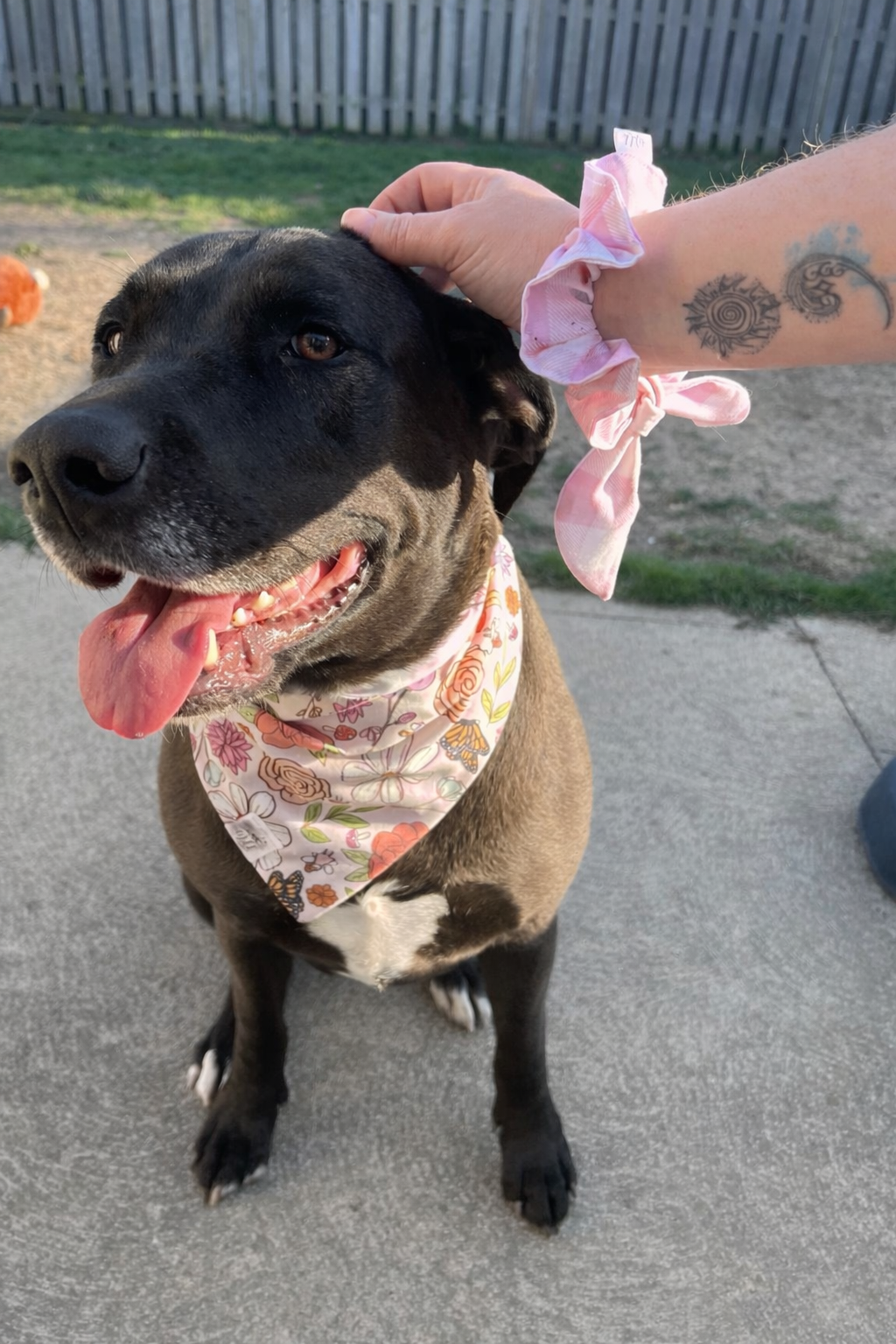 "Blush Meadow Blooms" Reversible Pet Bandana