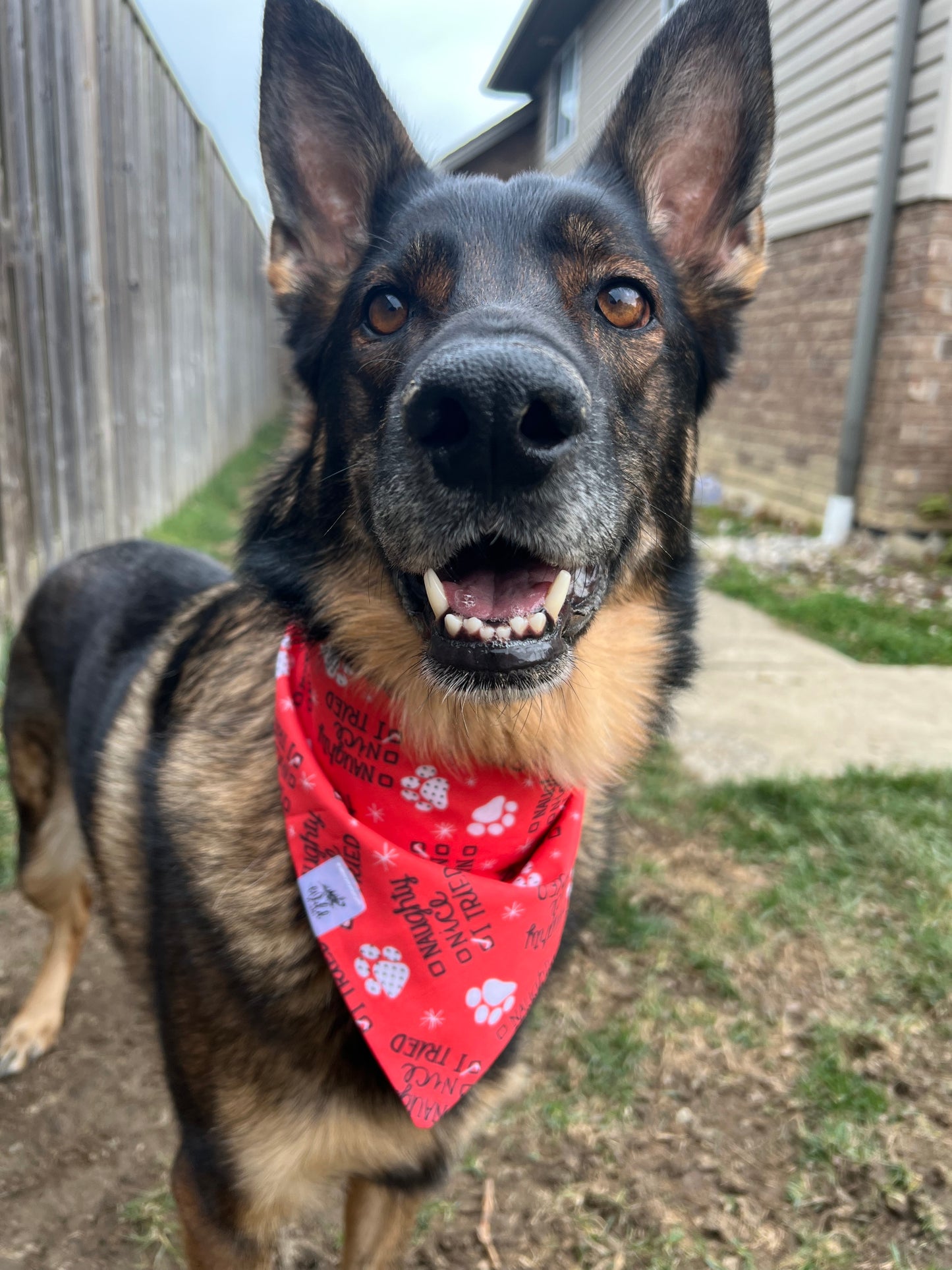 "Paws-itively Tried" Pet Bandana