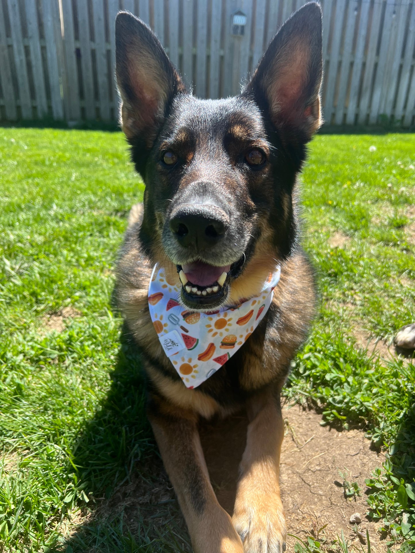 "Backyard Bites" Pet Bandana