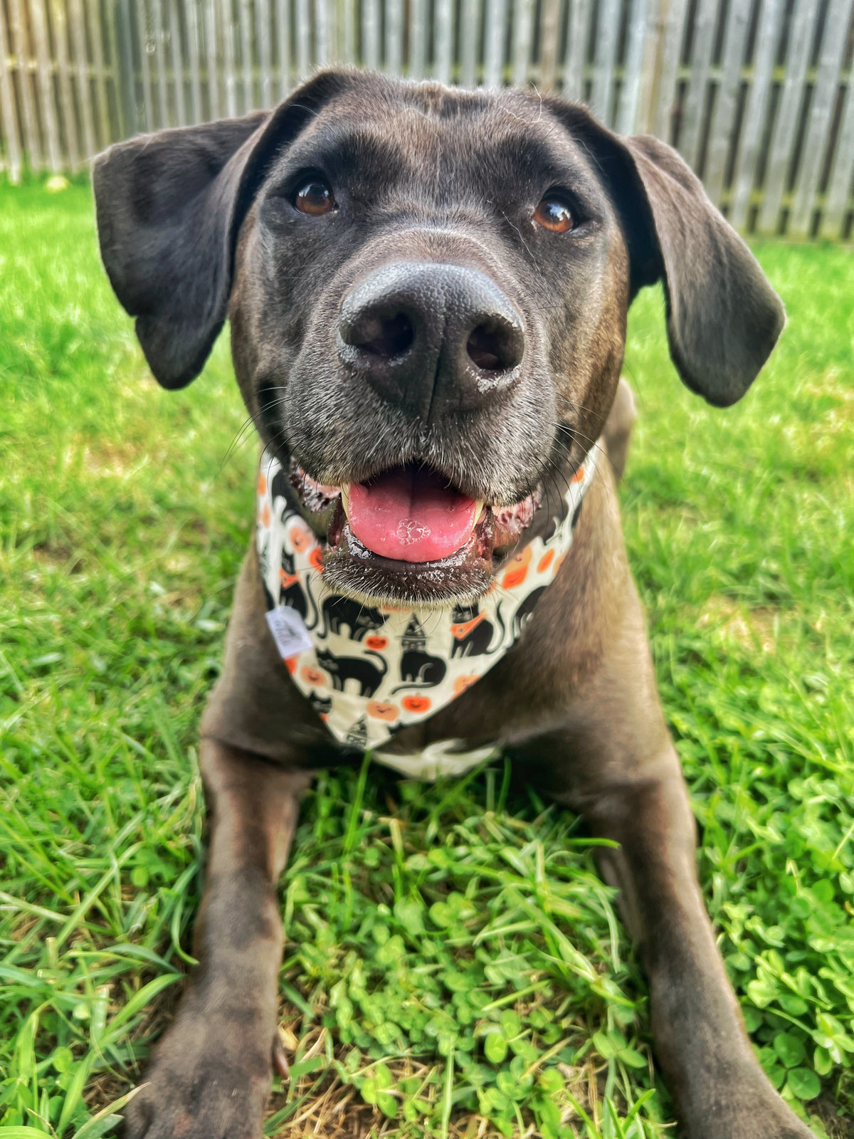 "After Dark" Pet Bandana