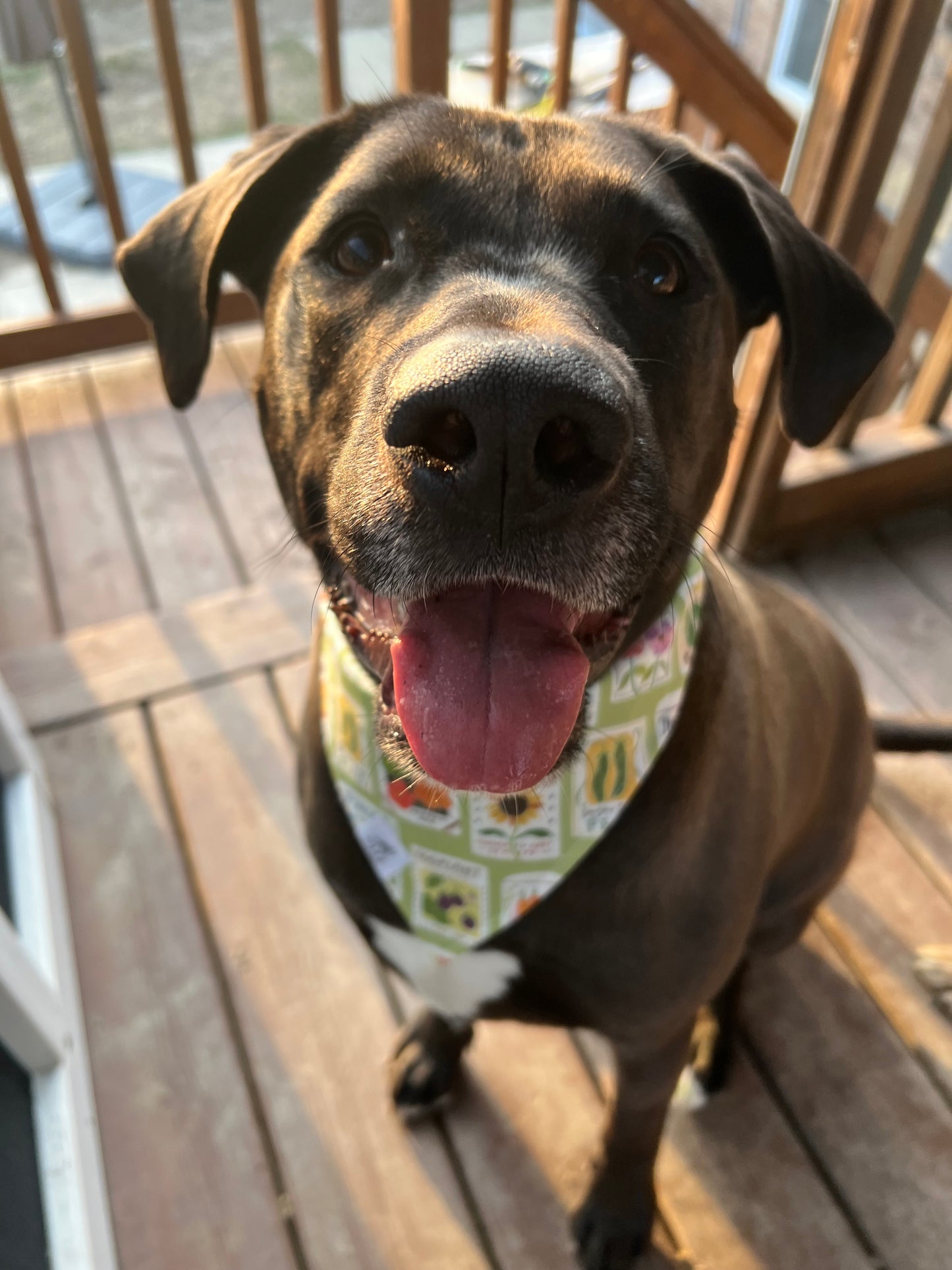 "Heirloom Harvest" Pet Bandana