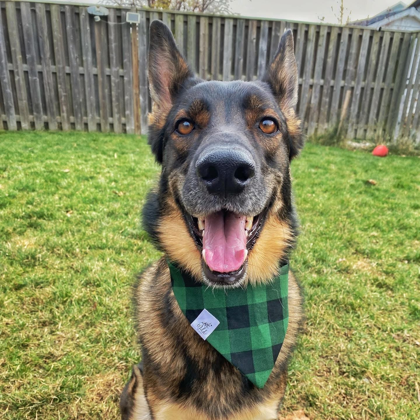 "Emerald Check" Pet Bandana