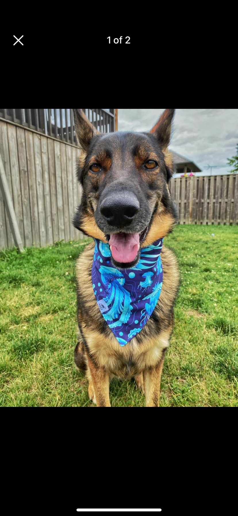 "Jellyfish Jubilee" Pet Bandana