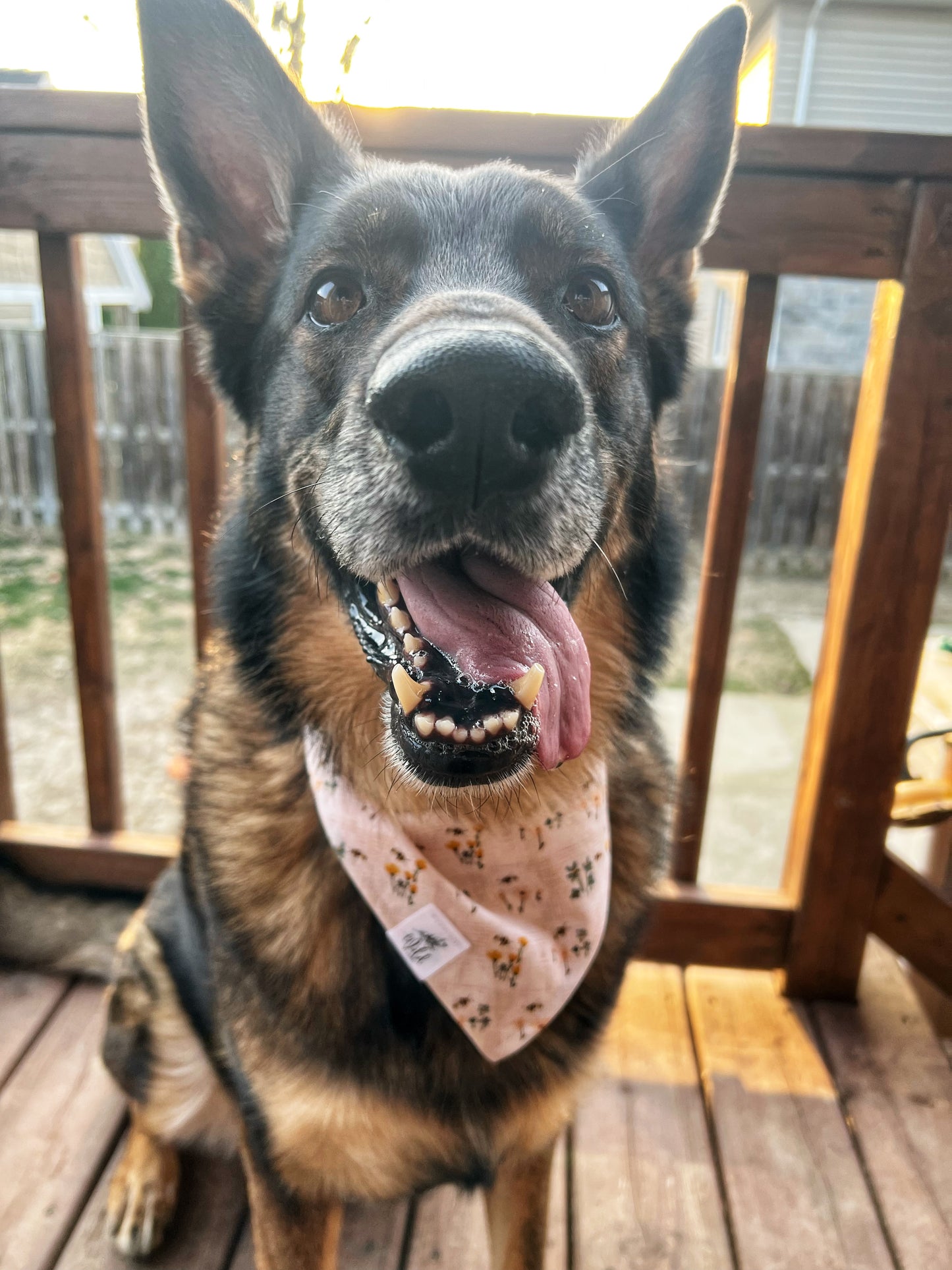 "Honey & Bloom" Pet Bandana