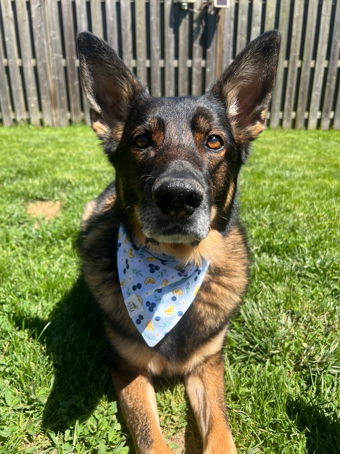 "Blueberry Lemon Bliss" Pet Bandana