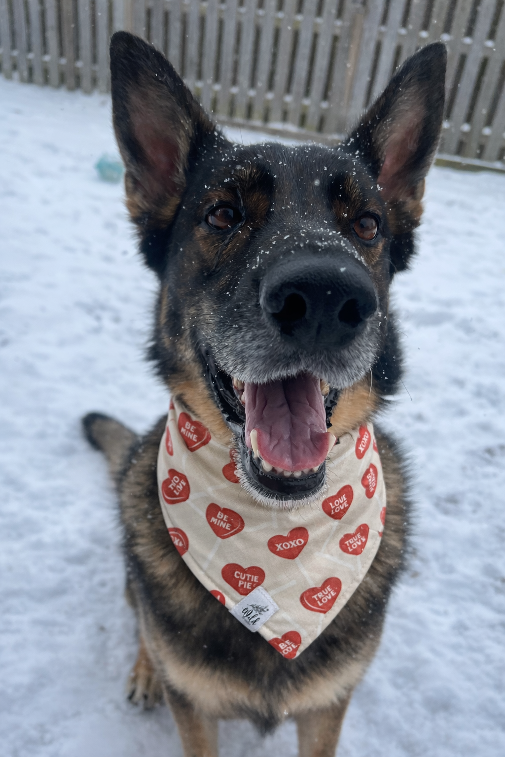 "Sugar Rush Sweetheart" Pet Bandana