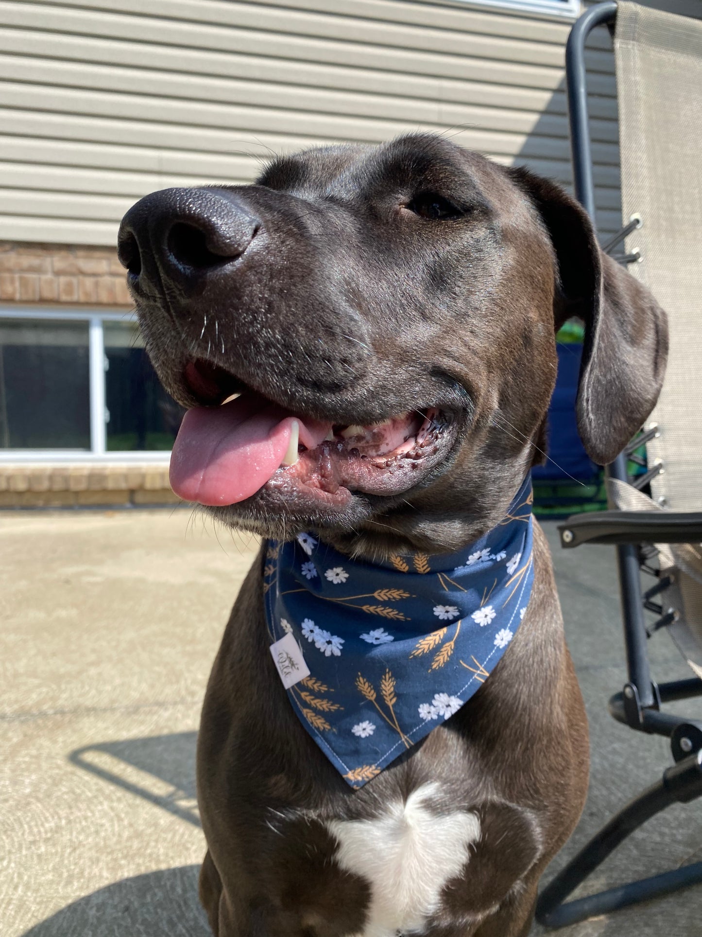 "Wheatfield Whimsy" Pet Bandana