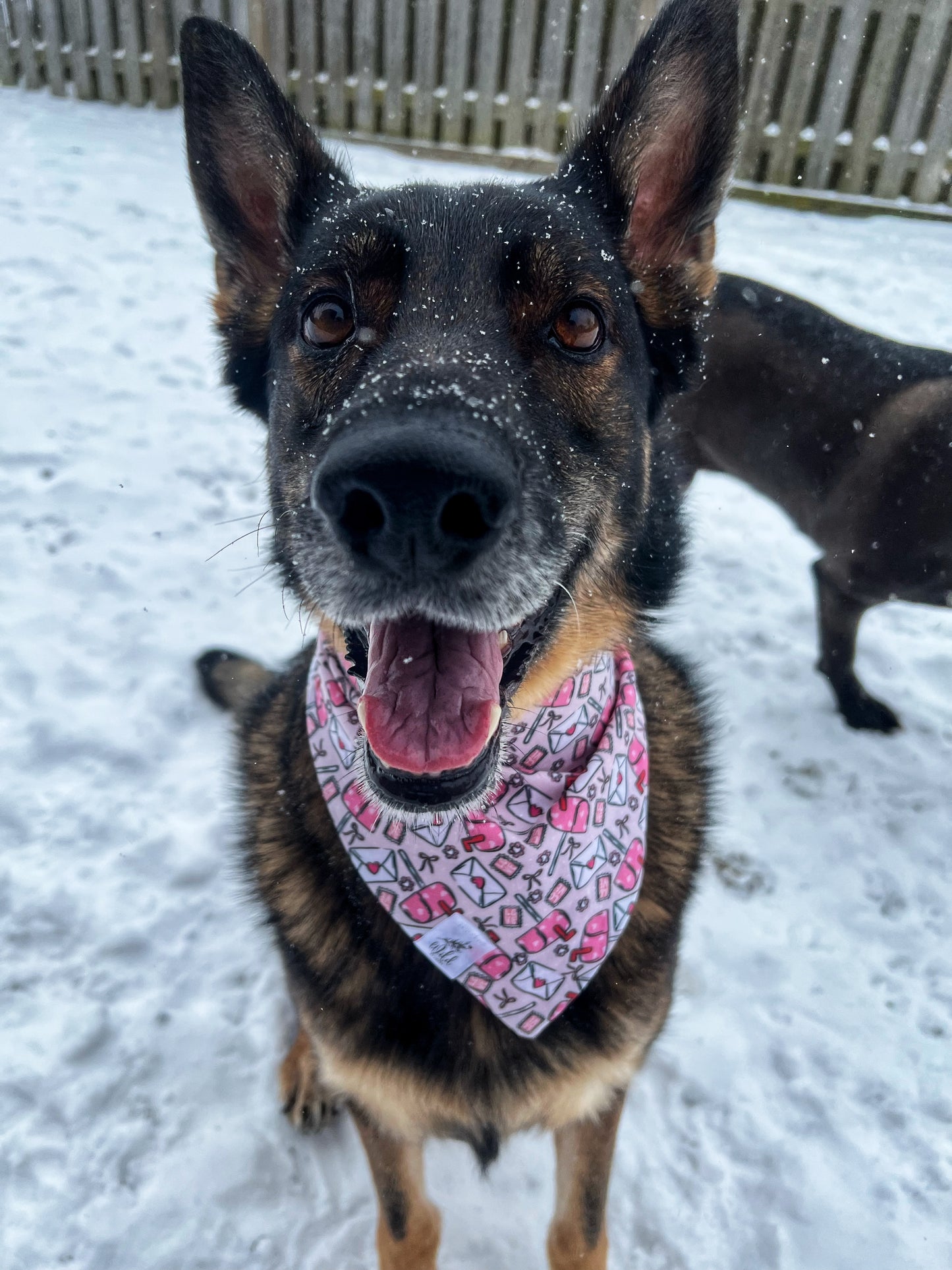 "Love Letters You'll Never Read" Pet Bandana