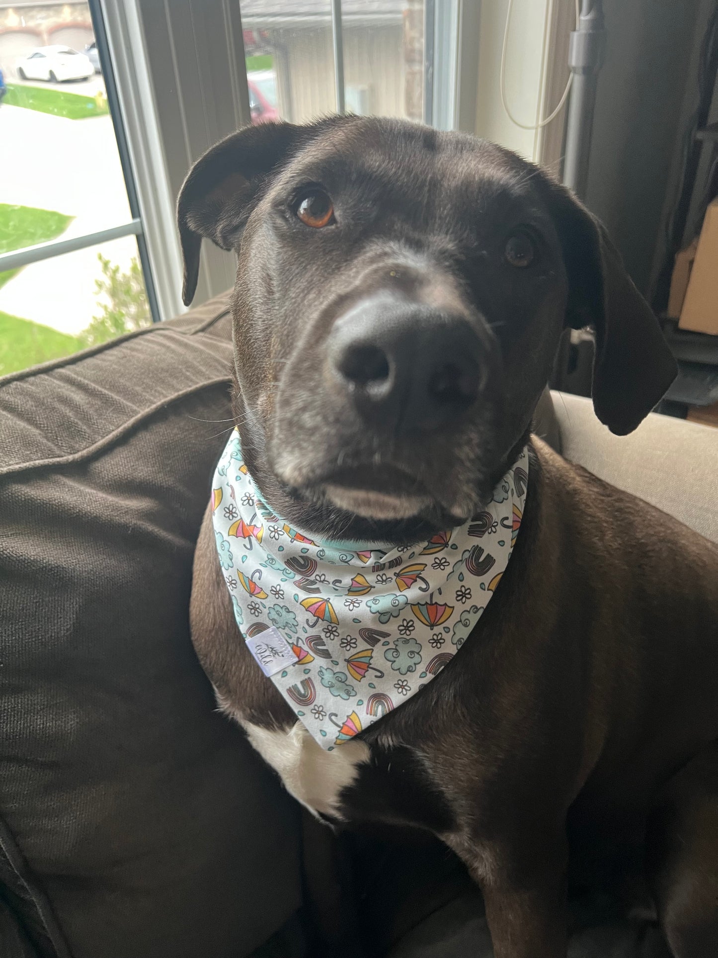 "Sunshowers and Rainbows" Reversible Pet Bandana