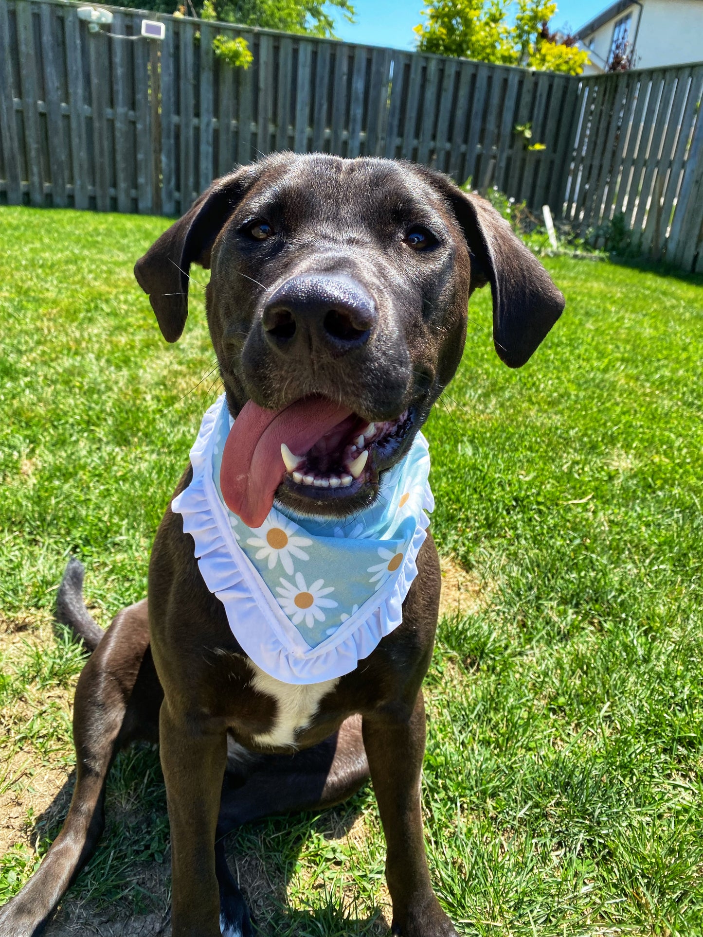 "Daisy Dream" Pet Bandana