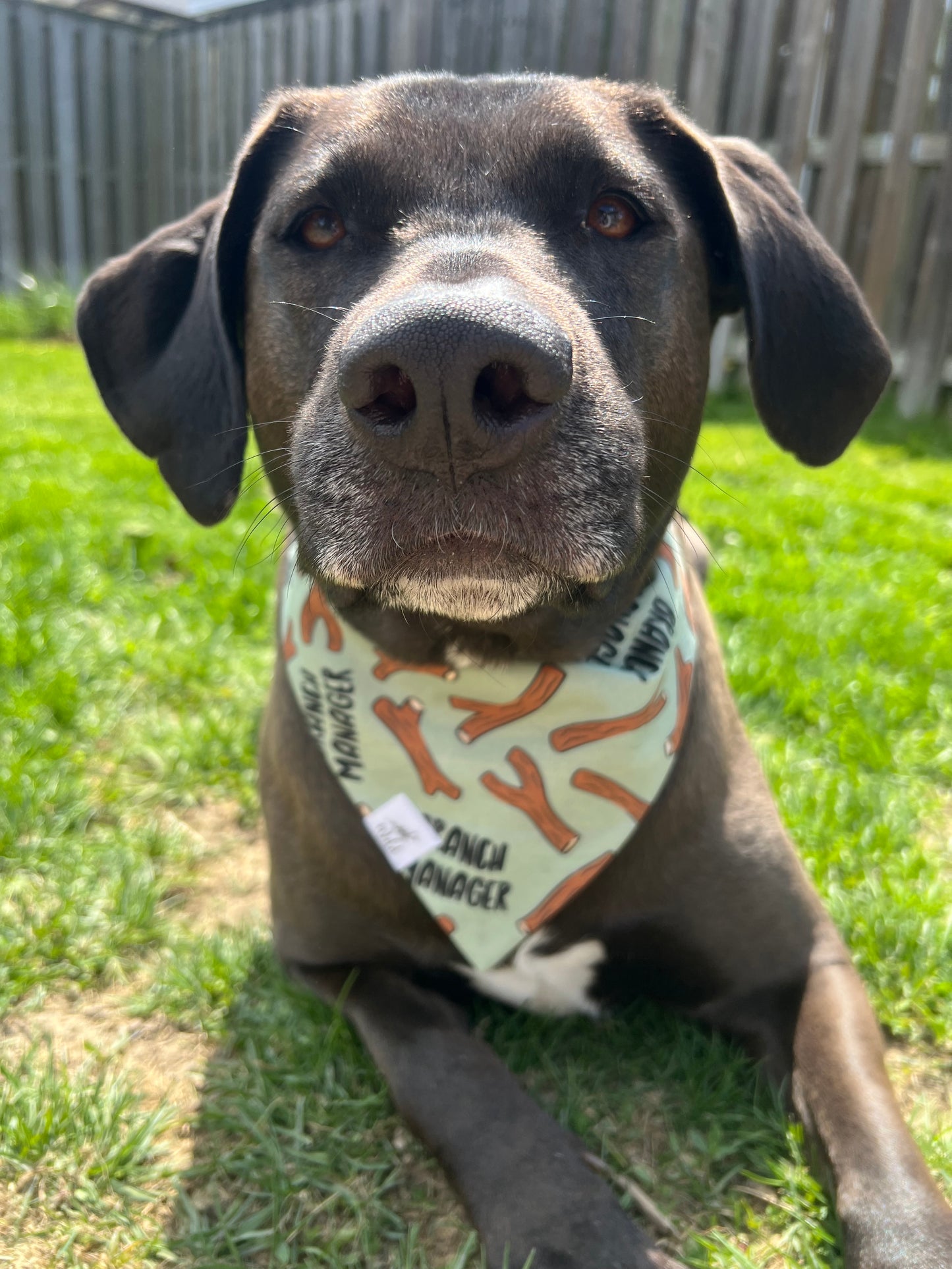 "Branch Manager" Pet Bandana