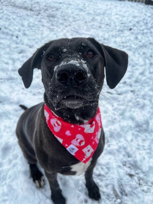 "Love Gnome" Pet Bandana