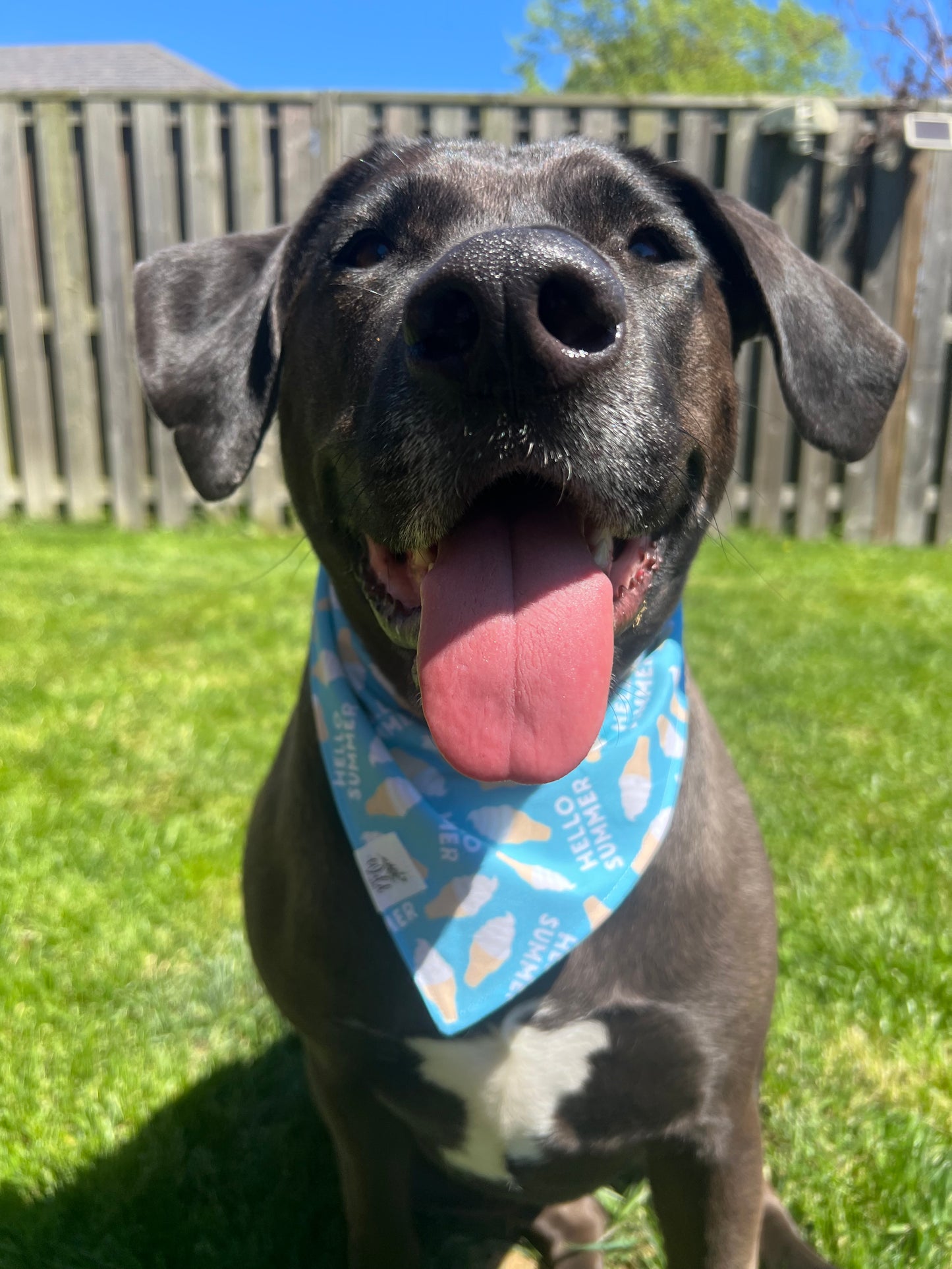 "Hello Summer, Sweet Treat" Pet Bandana