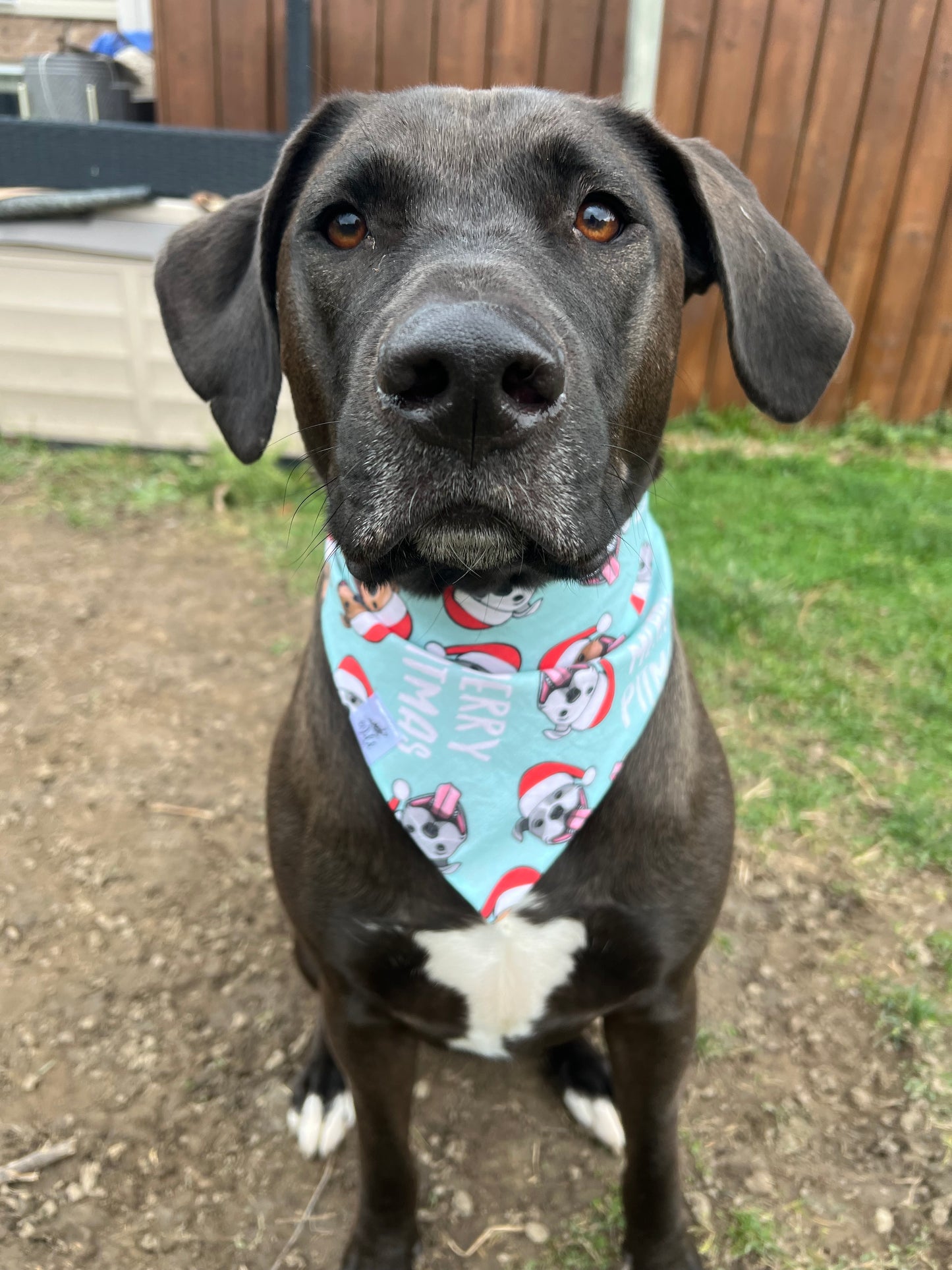 "Merry Paws-mas" Pet Bandana