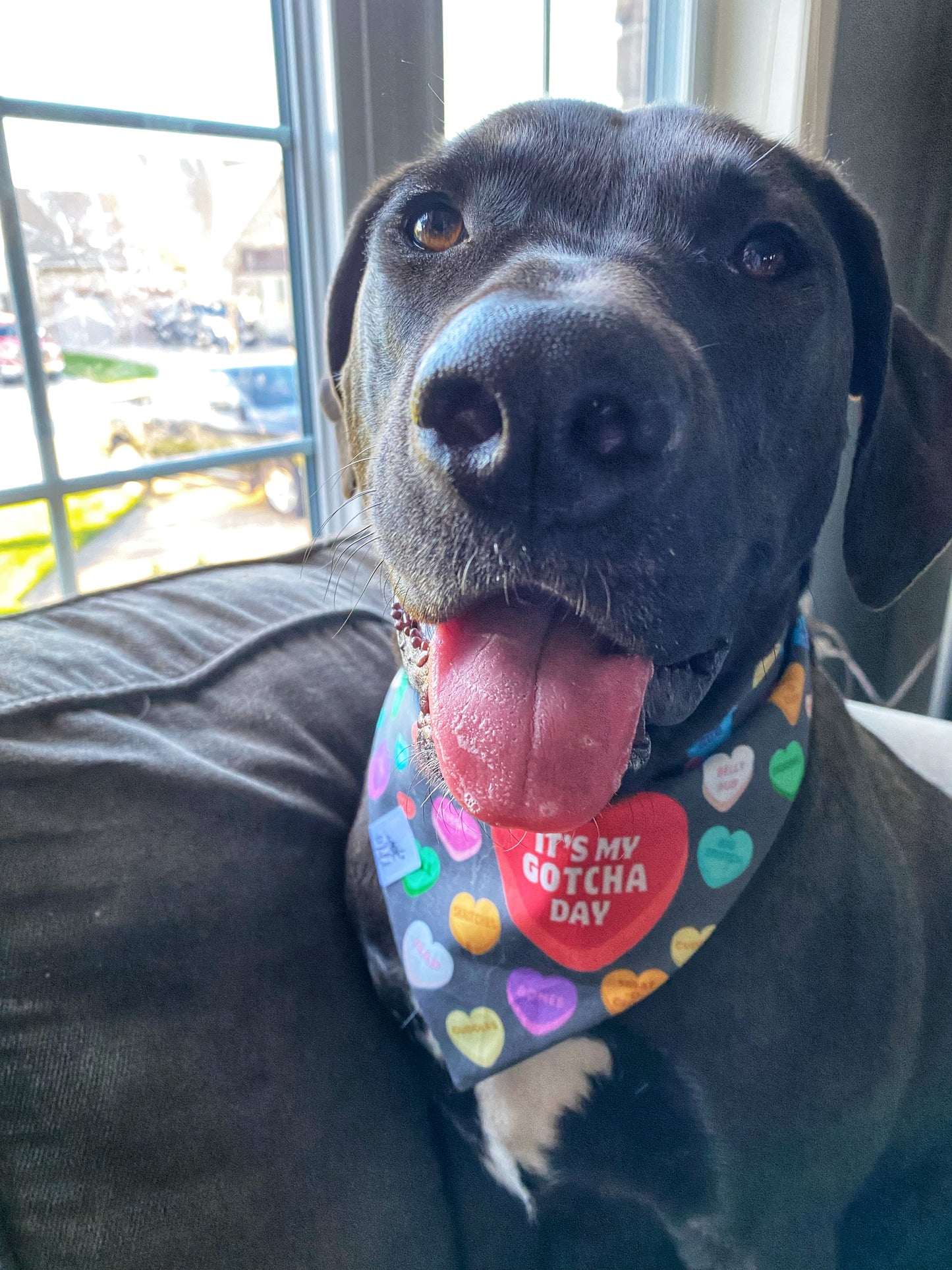 "It's My Gotcha Day" Pet Bandana