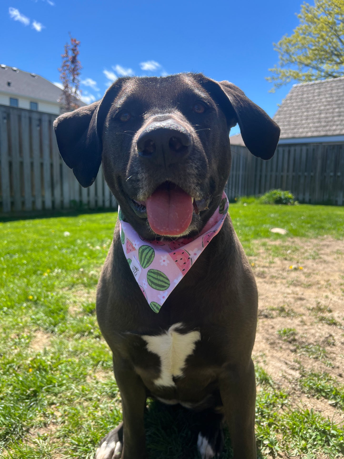"Melon Blossom" Pet Bandana