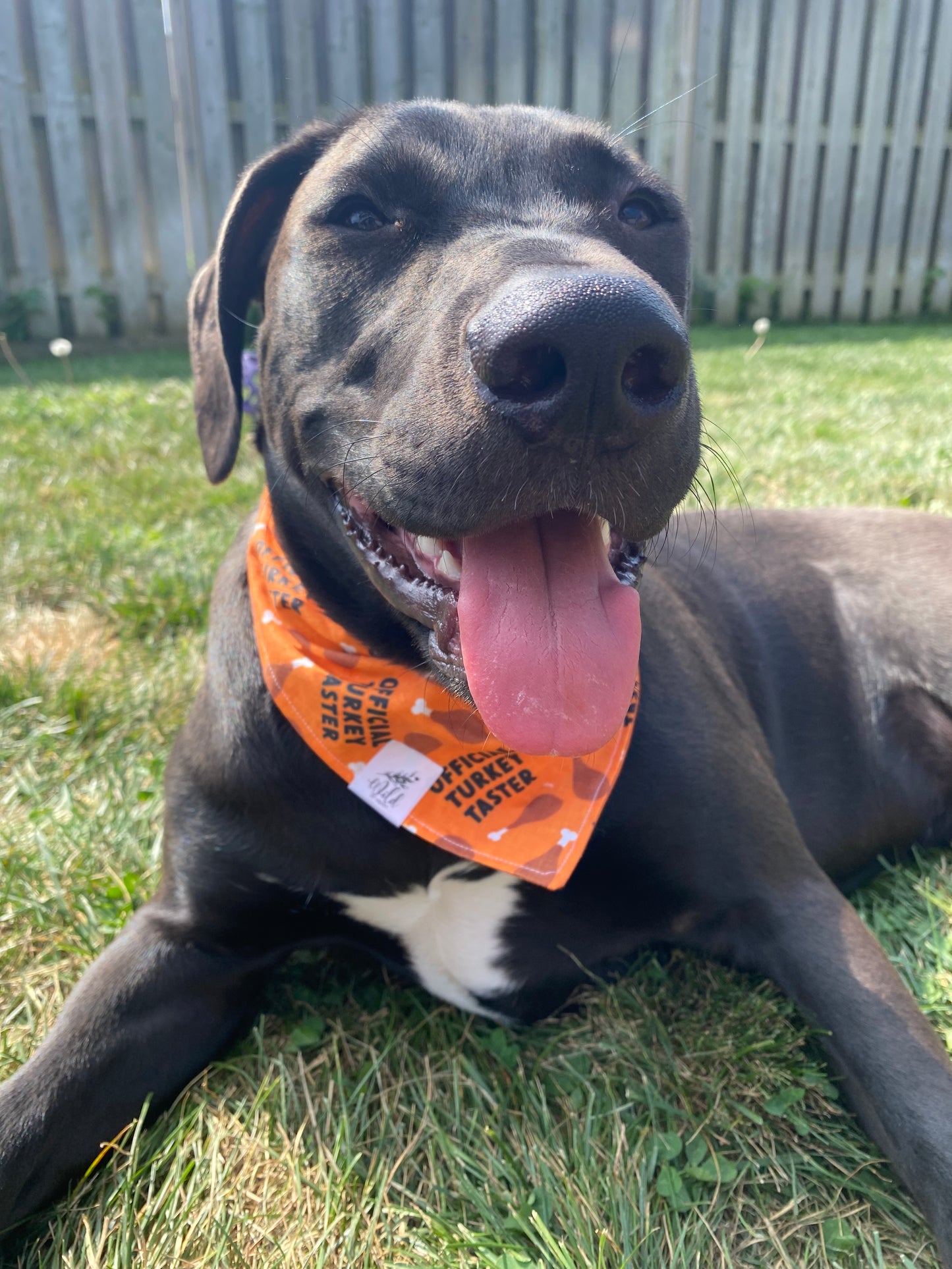 "Turkey Tester" Pet Bandana