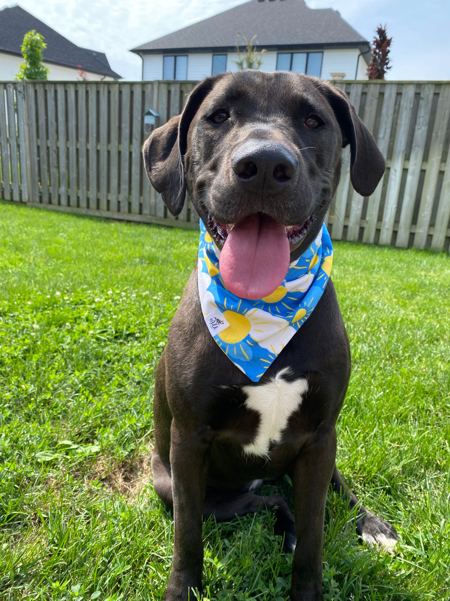 "Sunshine Skies" Pet Bandana