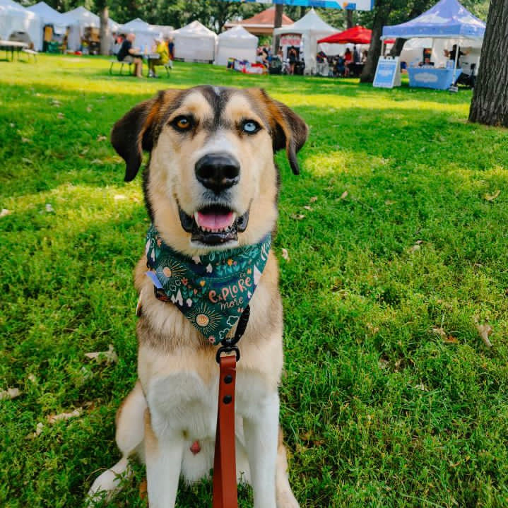 "Wander Woofs" Pet Bandana