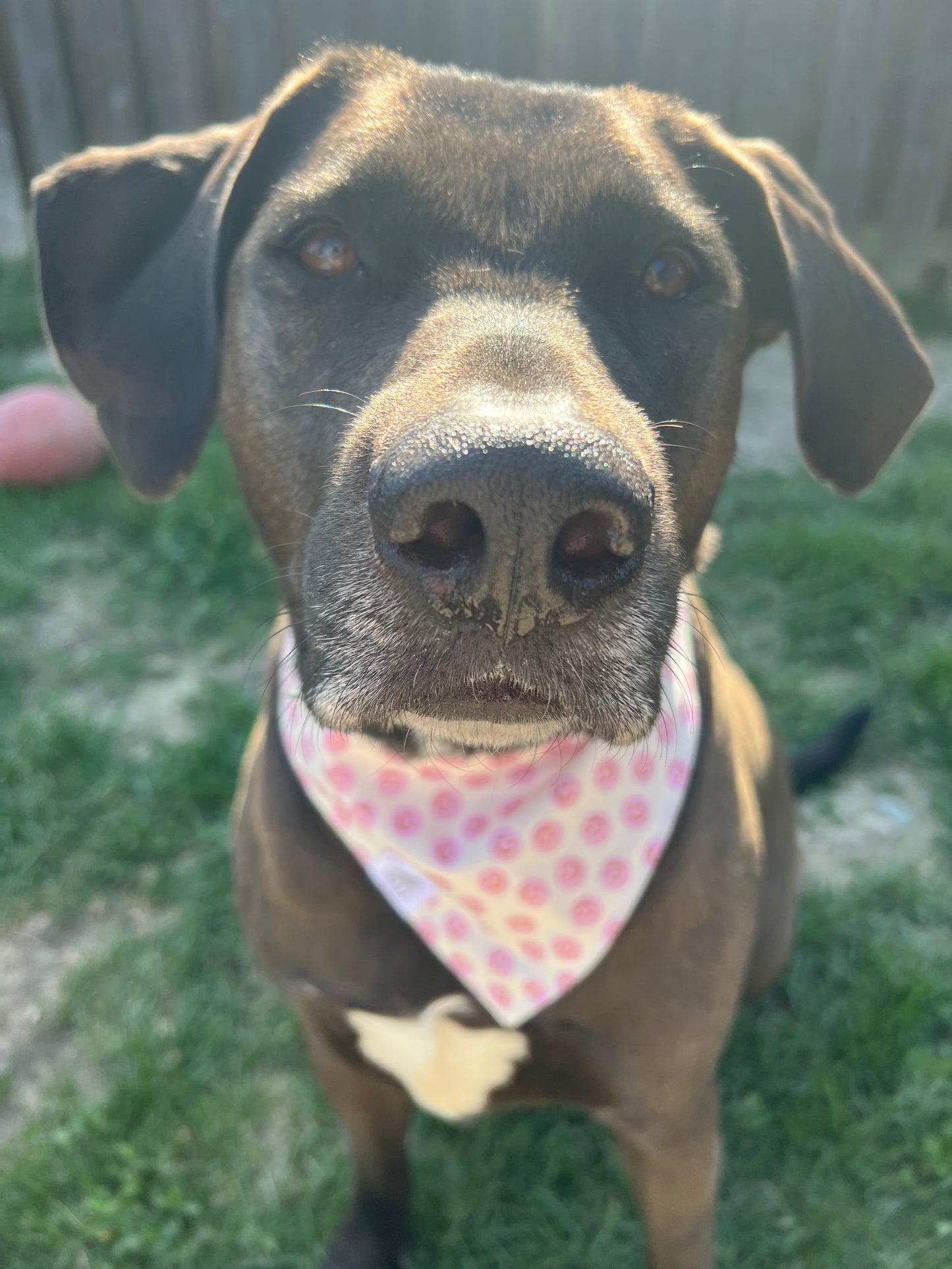 "Pocket Full of Smiles" Pet Bandana