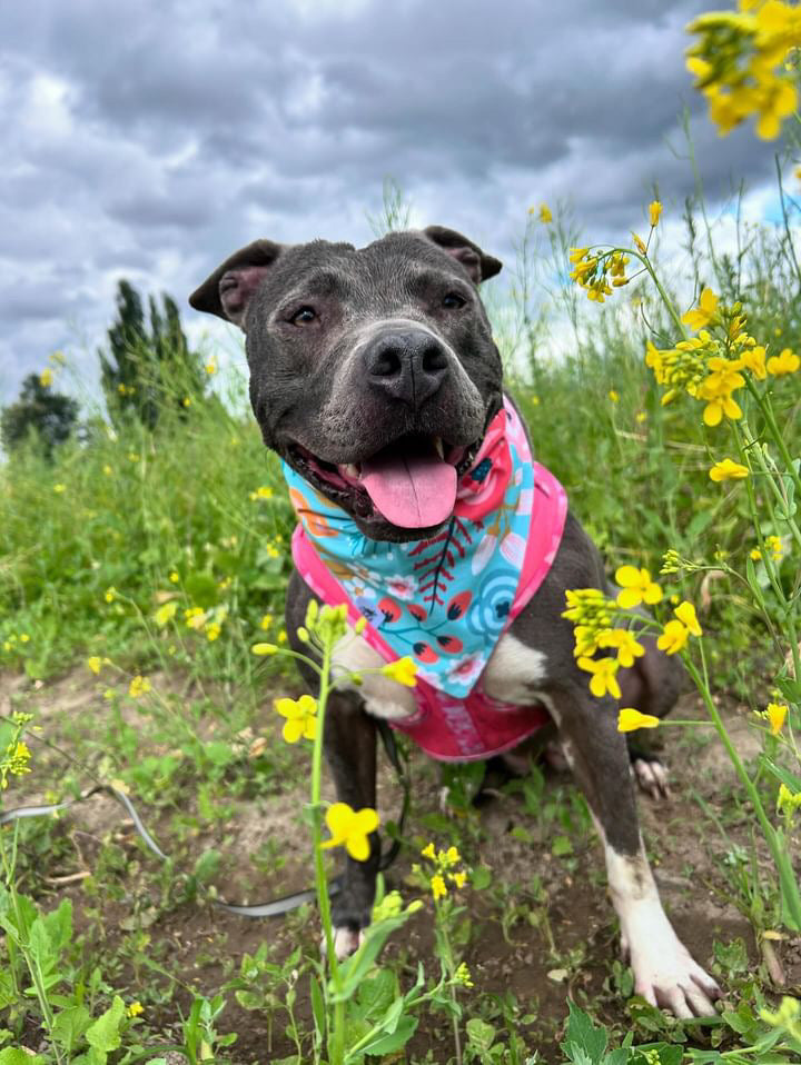 "Tropical Tides" Pet Bandana