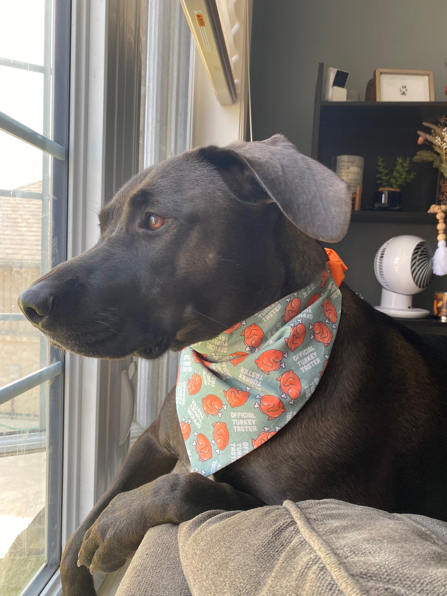 "Turkey Tester" Pet Bandana