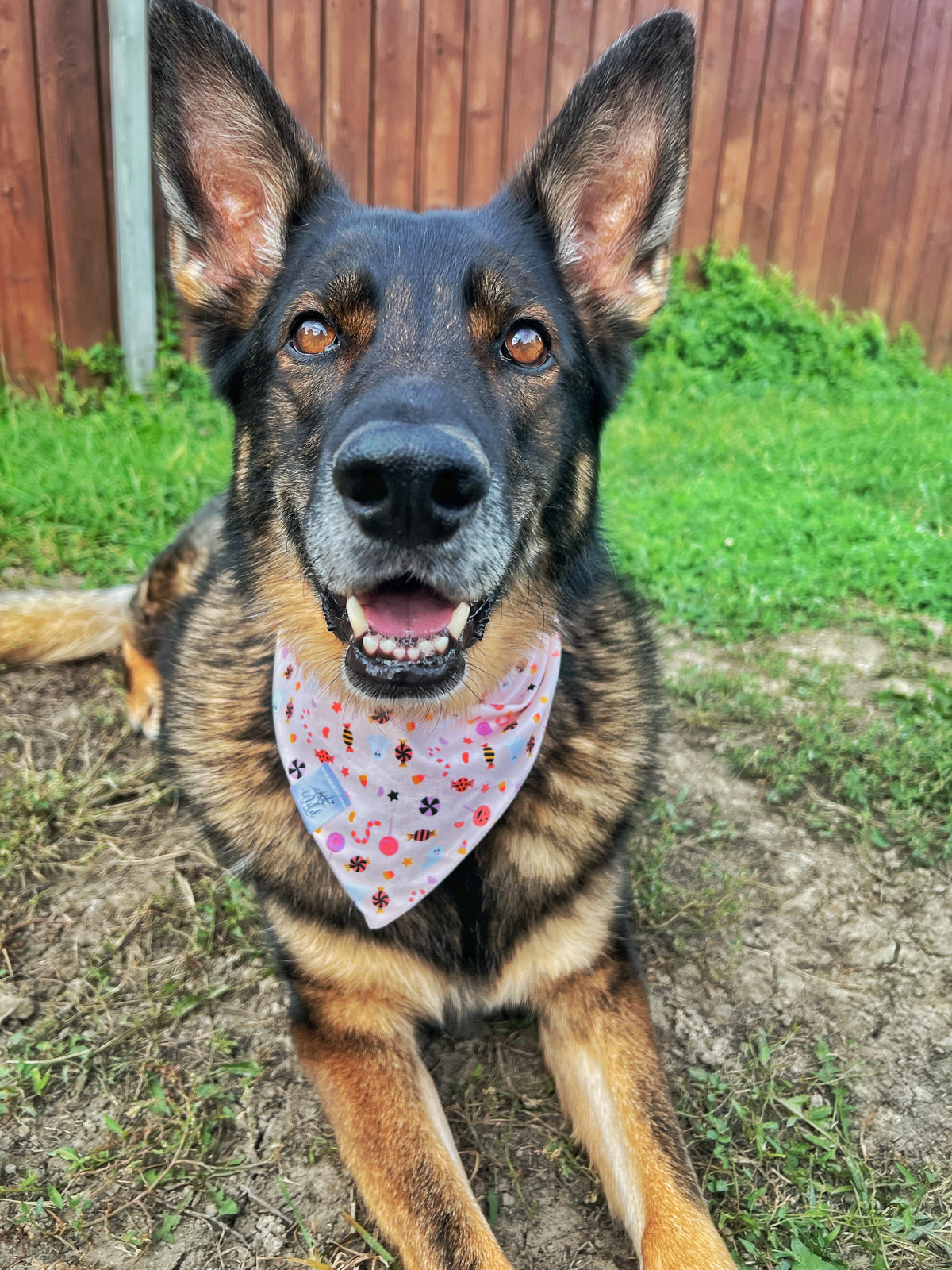 "Trick or Sweet" Pet Bandana