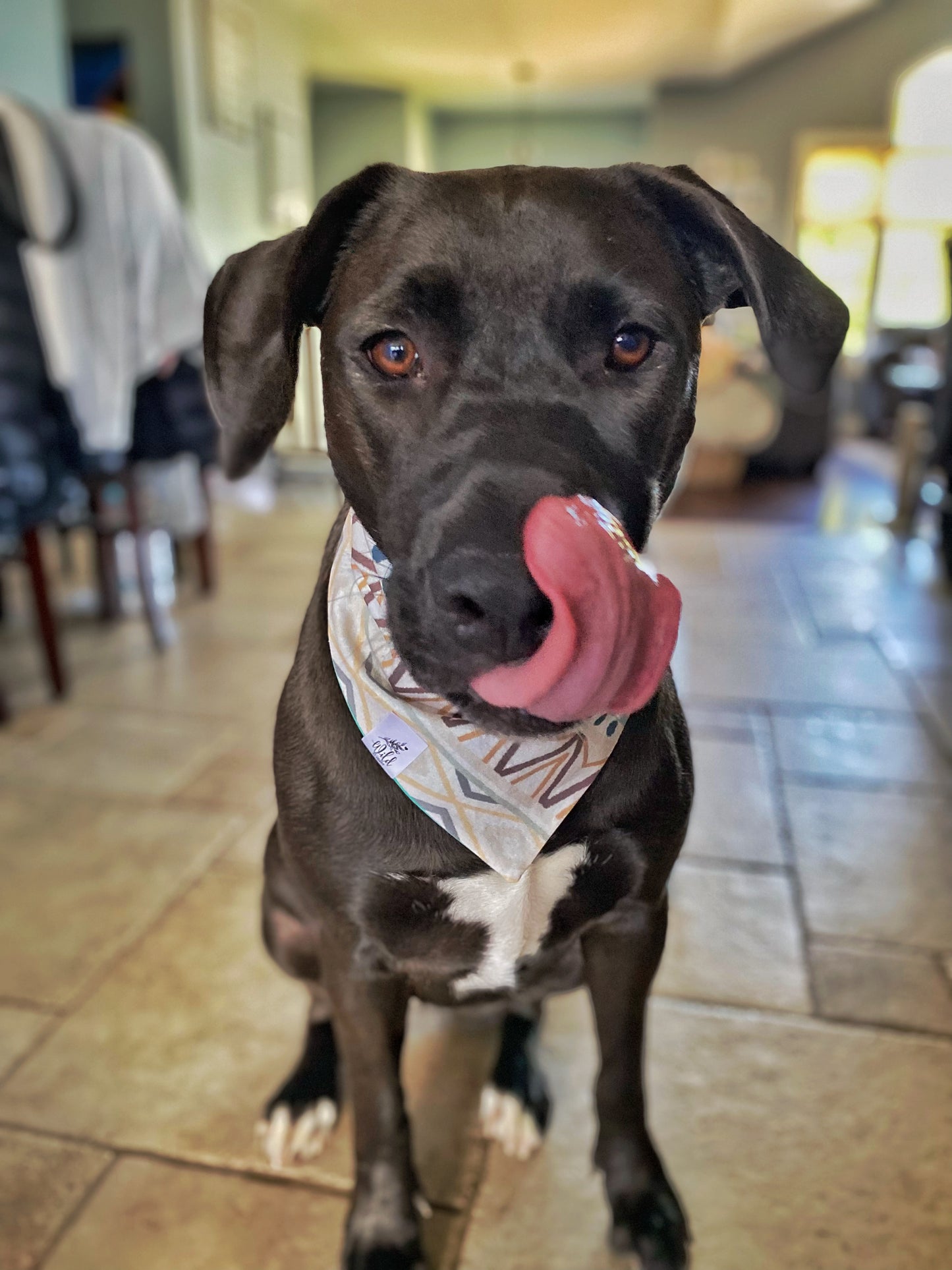 “Bohemian Dream” Pet Bandana