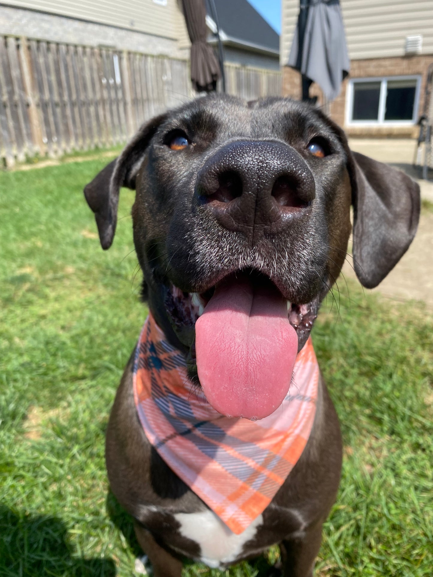 "Autumn Orchard Plaid" Pet Bandana