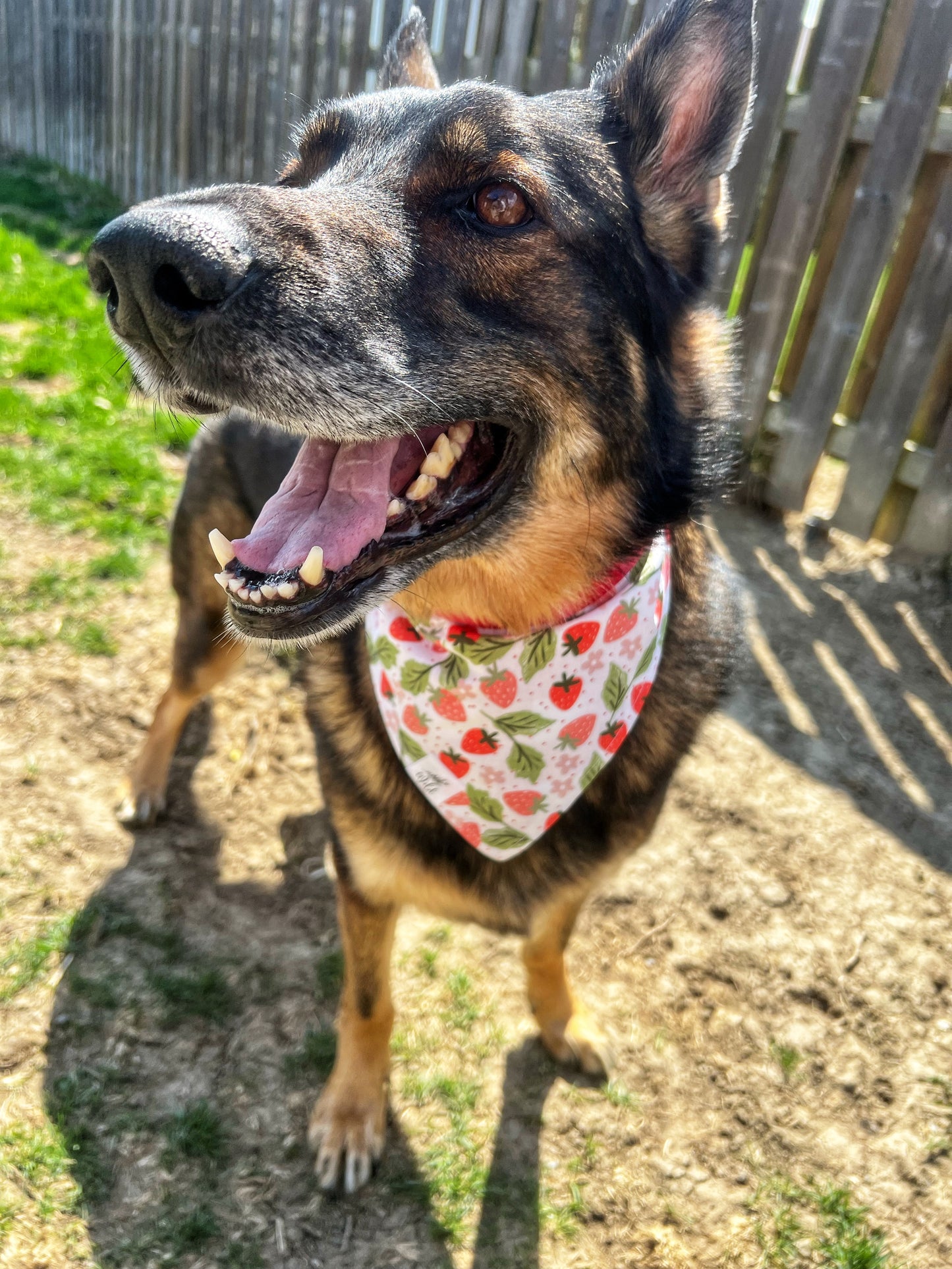 "Berry Sweet Picnic" Reversible Pet Bandana