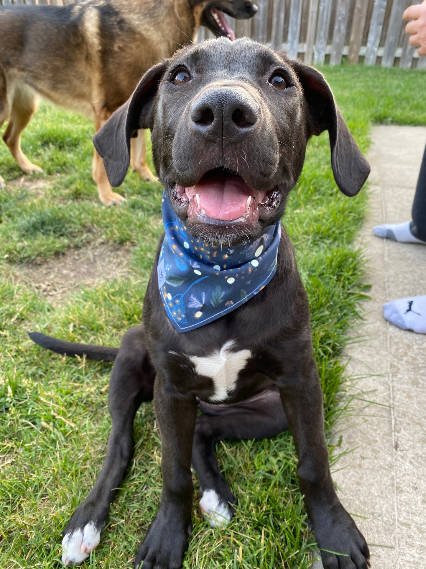 "Firefly Twinkle" Pet Bandana