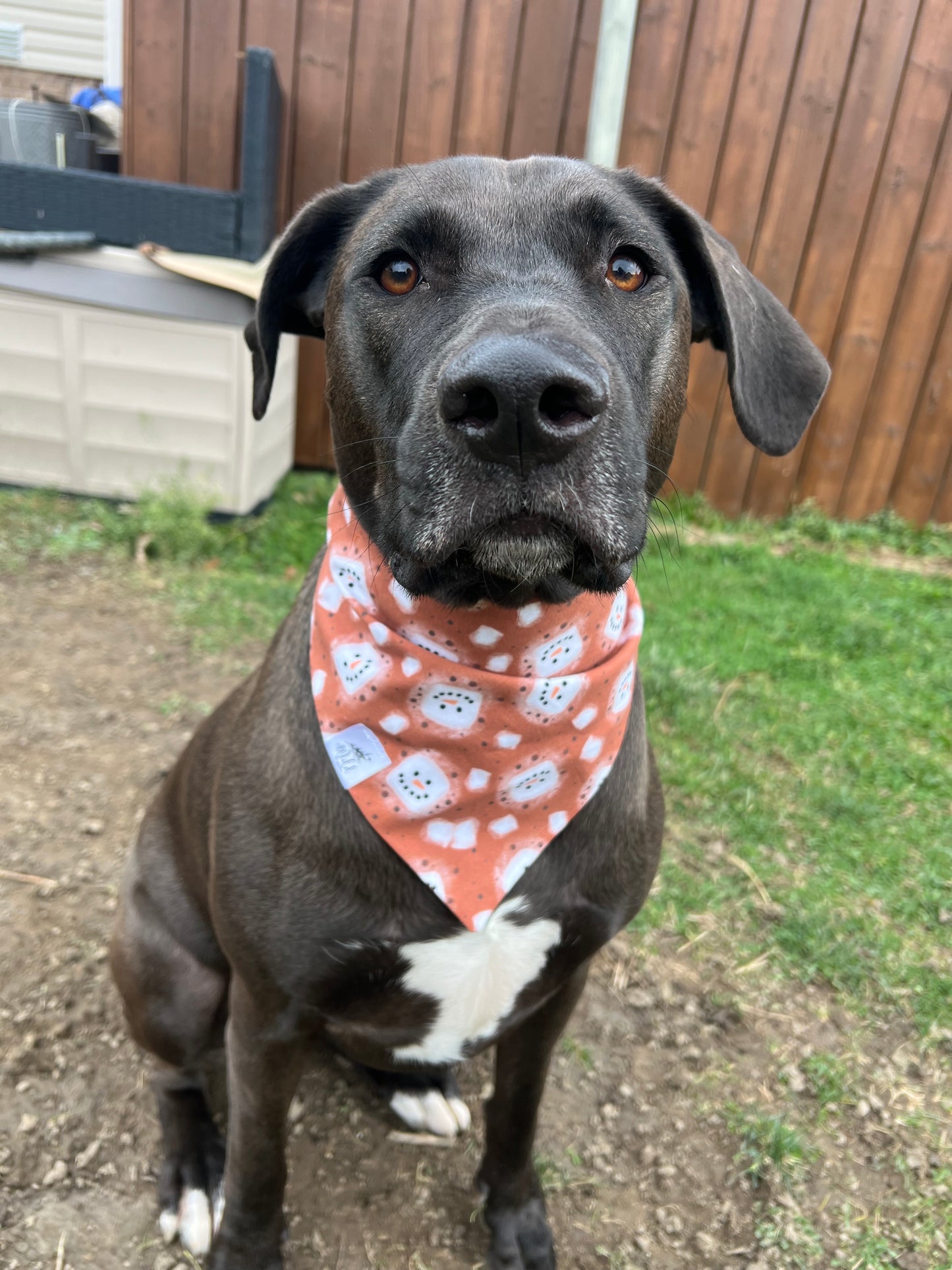 "Choco-Mallow Bliss" Pet Bandana