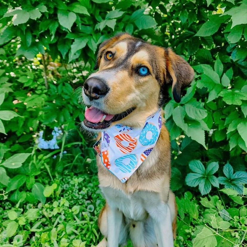 "Patriotic Paws" Pet Bandana