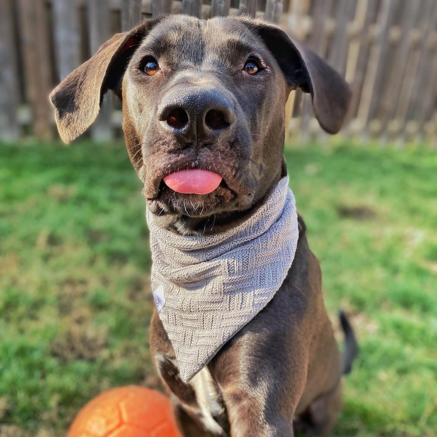 "Frosty Skies Knit" Pet Bandana