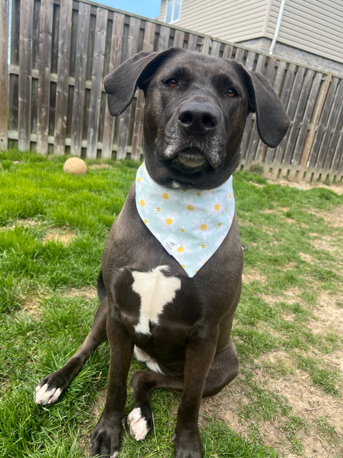 "Sunny Side Up" Reversible Pet Bandana