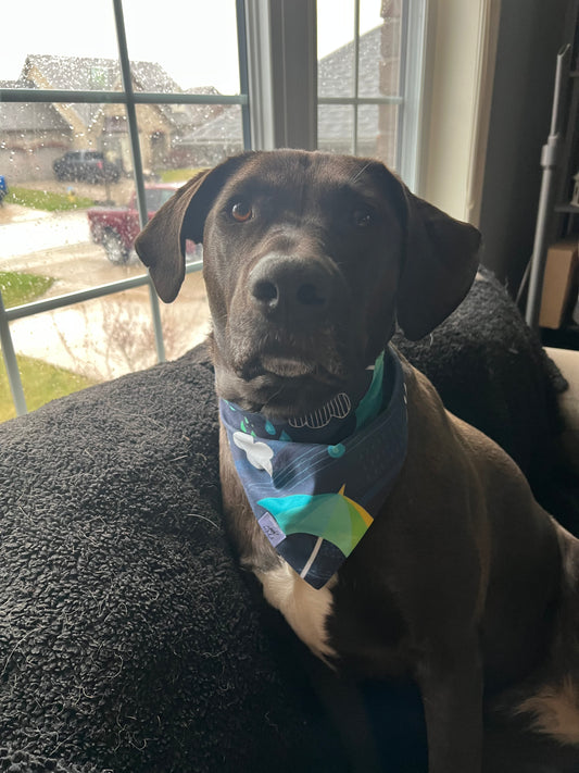 “Stormy Skies” Pet Bandana