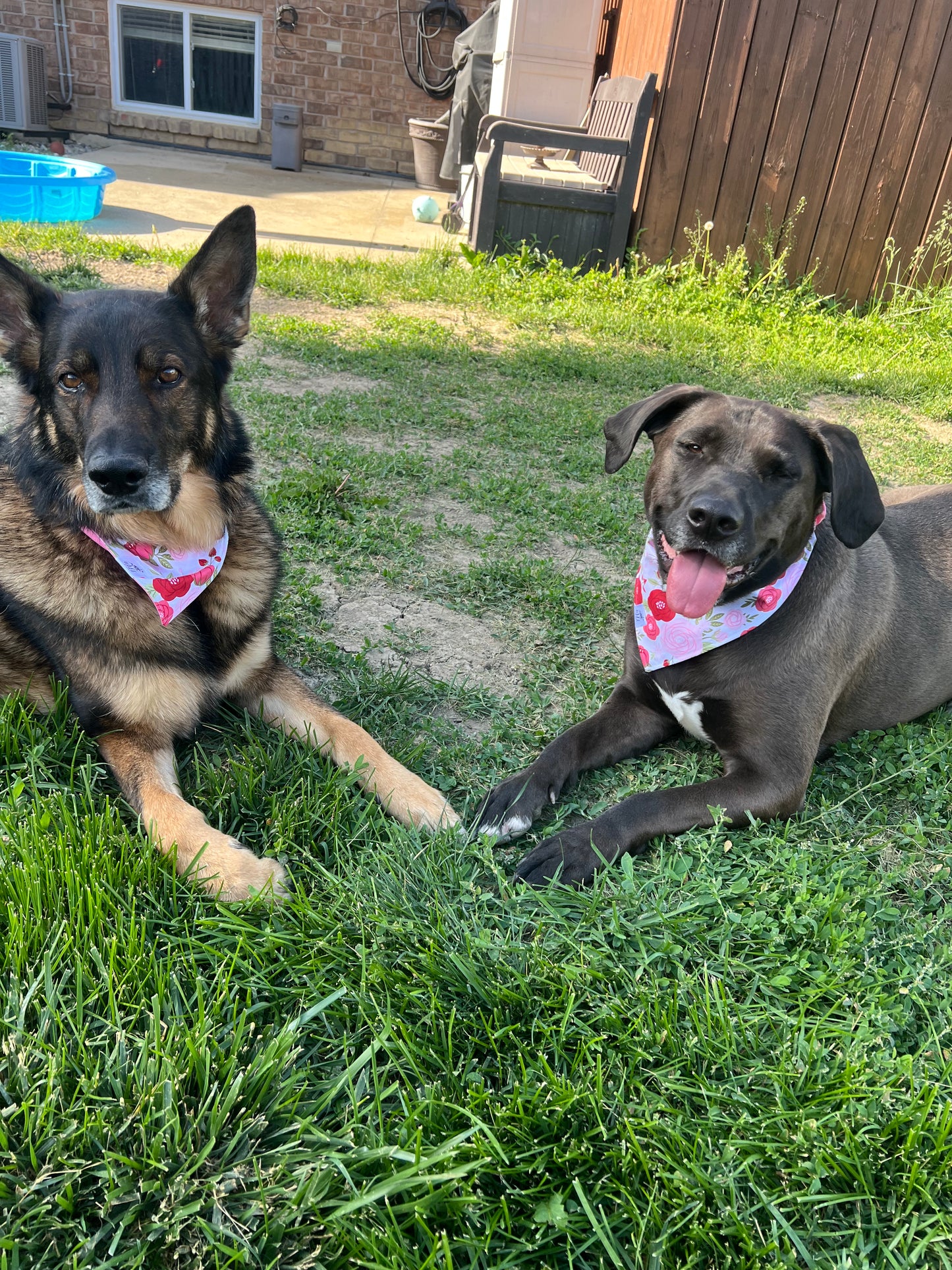 "A Garden for Louis" Pet Bandana