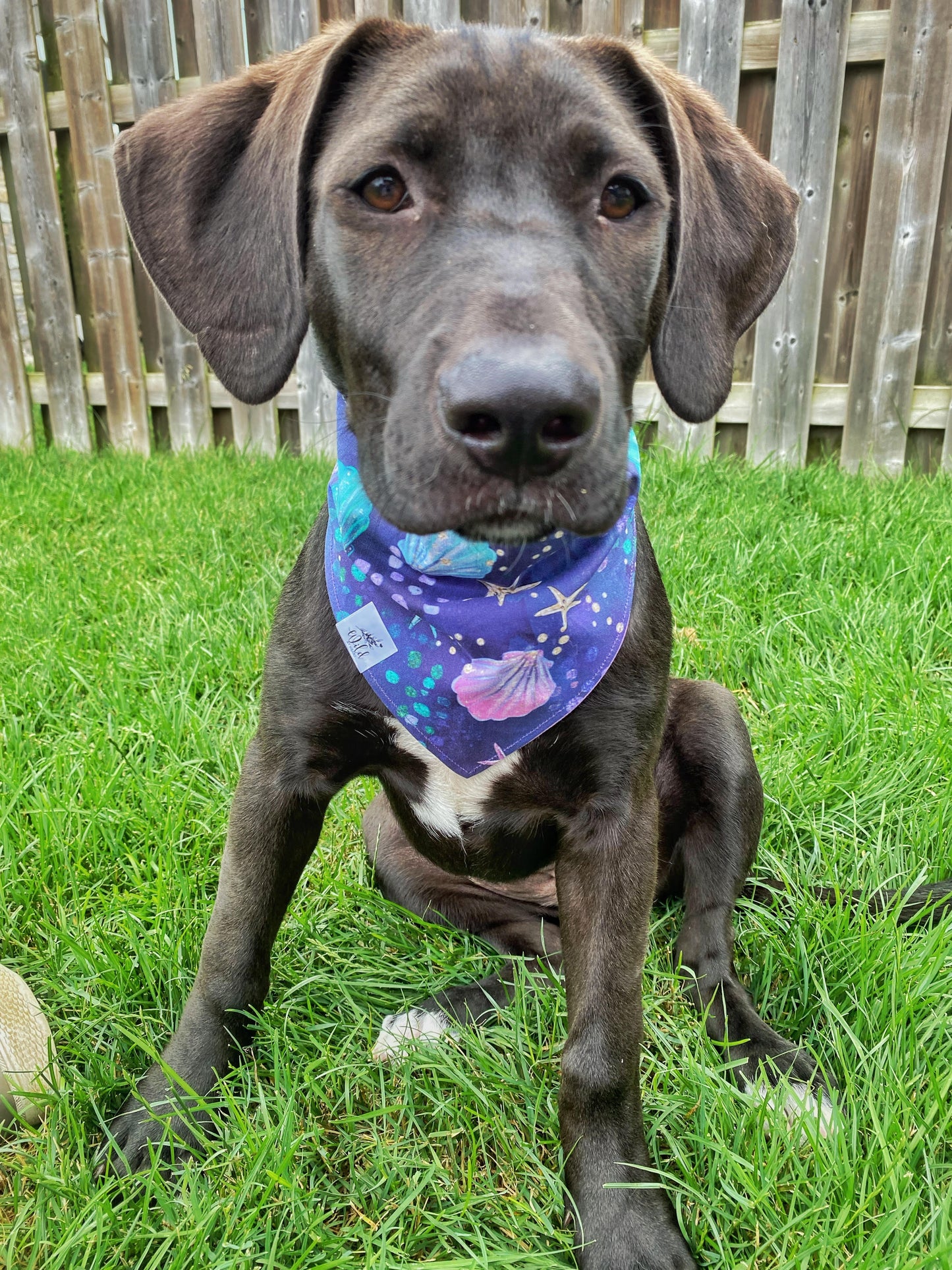 "Seashell Serenade" Pet Bandana