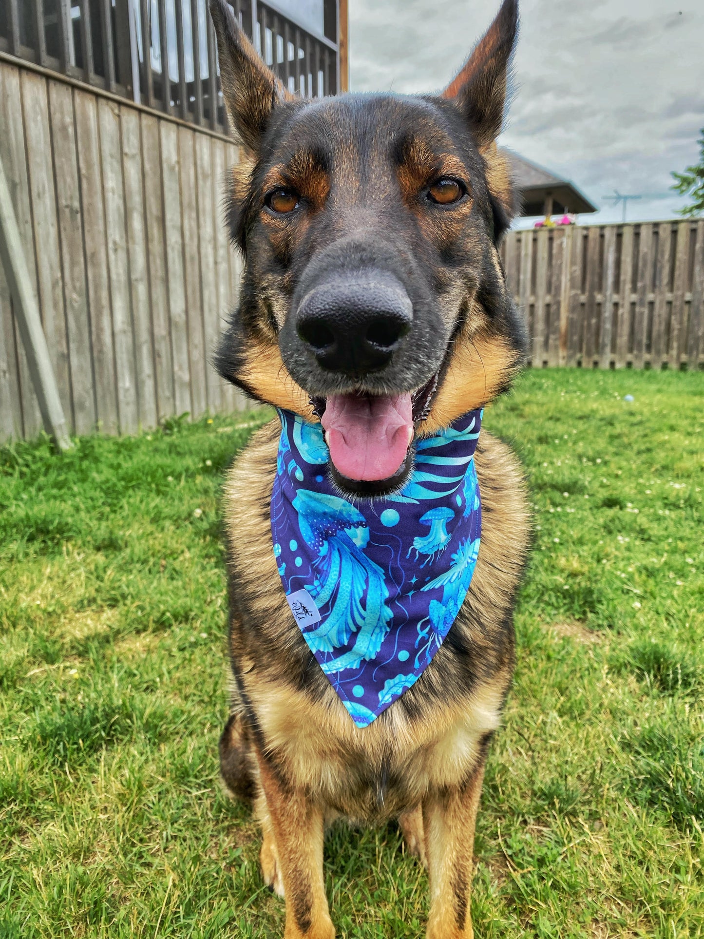 "Jellybean Jellies" Pet Bandana